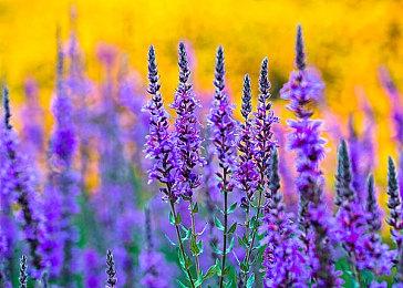 日本Falcom财报：《伊苏》新作将于下一财年内发售